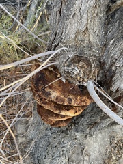 Fomitopsis schrenkii