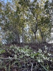 Artemisia franserioides