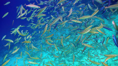 Pterocaesio trilineata