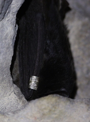 Barbastella barbastellus