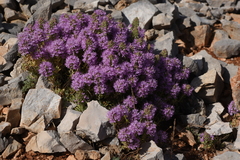 Thymus holosericeus
