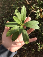 Rhododendron indicum