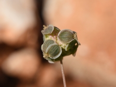 Sanguisorba minor balearica