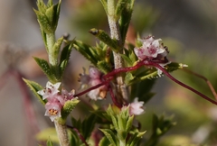 Cuscuta epithymum kotschyi