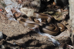 Philodryas chamissonis