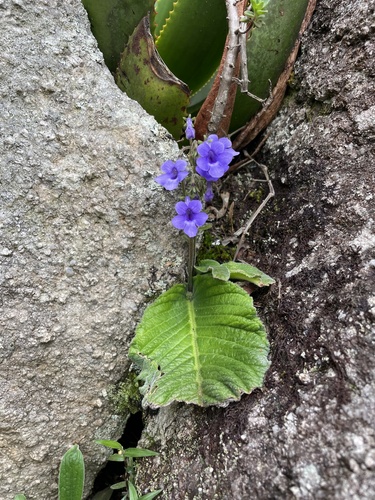 Streptocarpus eylesii ssp. brevistylus