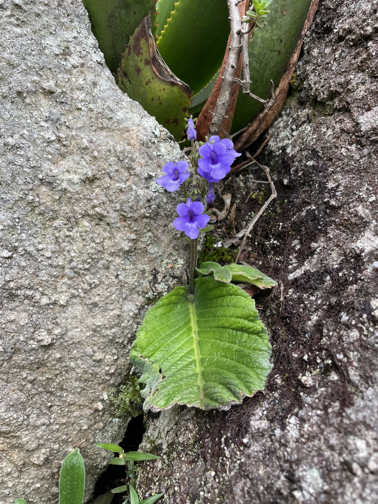 Streptocarpus eylesii ssp. brevistylus