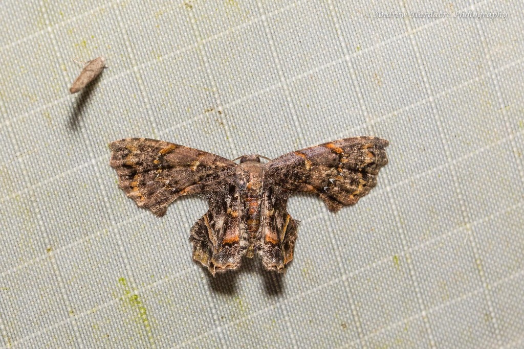 Dysaethria scopocera