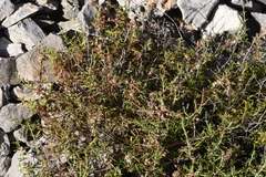 Cuscuta epithymum kotschyi