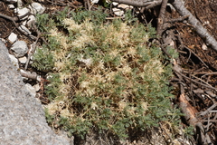 Astragalus sempervirens