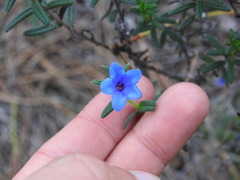 Glandora prostrata lusitanica
