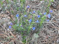 Glandora prostrata lusitanica