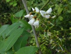 Derris trifoliata