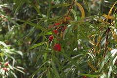 Podocarpus salignus