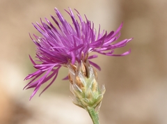 Centaurea alba subciliaris