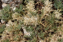 Astragalus sempervirens