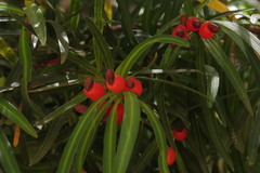Podocarpus salignus