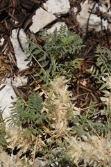 Astragalus sempervirens