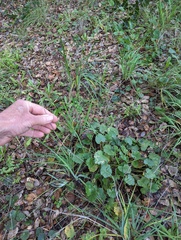 Sidalcea sparsifolia