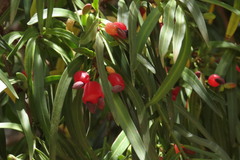 Podocarpus salignus