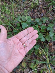 Sidalcea sparsifolia