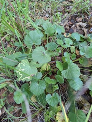 Sidalcea sparsifolia
