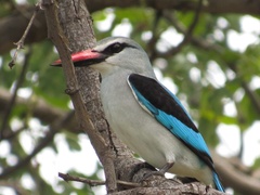 Halcyon senegalensis