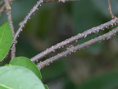 Derris trifoliata