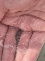 Sciaenidae