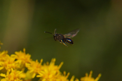 Apoidea