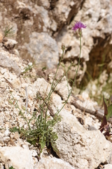 Centaurea alba subciliaris