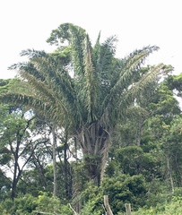 Attalea dubia