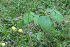 Solanum viarum