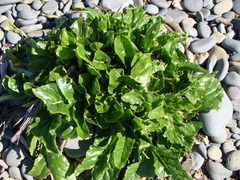 Beta vulgaris cicla