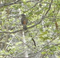 Cercotrichas quadrivirgata