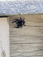 Phidippus regius