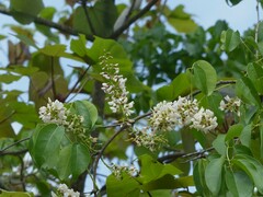 Derris trifoliata