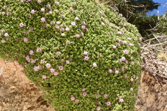 Pterocephalus bellidifolius