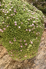 Pterocephalus bellidifolius