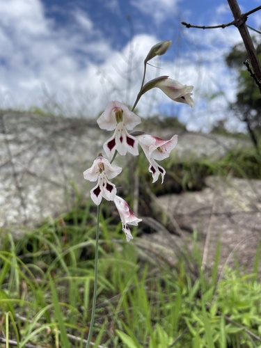 Gladiolus atropurpureus image