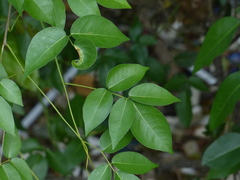 Derris trifoliata