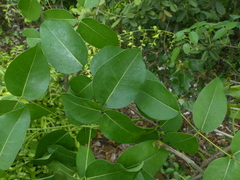 Derris trifoliata