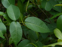 Derris trifoliata