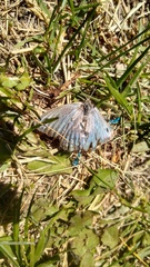 Argyrophorus argenteus