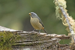 Saltator maxillosus