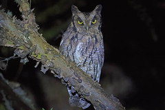 Megascops sanctaecatarinae