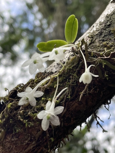 Mystacidium pulchellum image