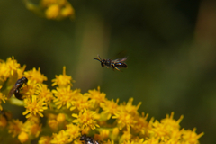Apoidea