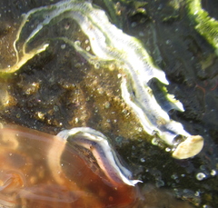 Spirobranchus taeniatus