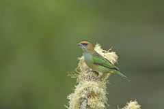 Stilpnia peruviana